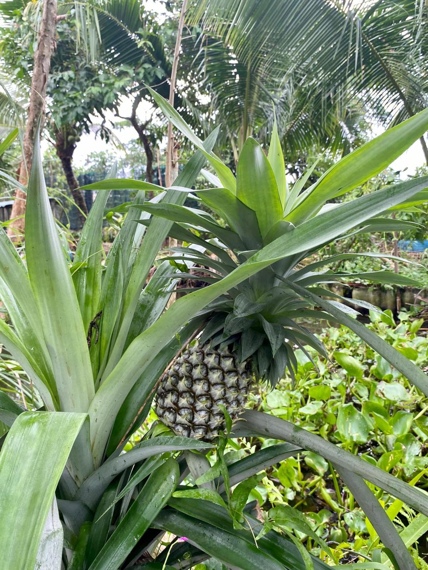 Go Chanh Homestay Cai Rang Zewnętrze zdjęcie