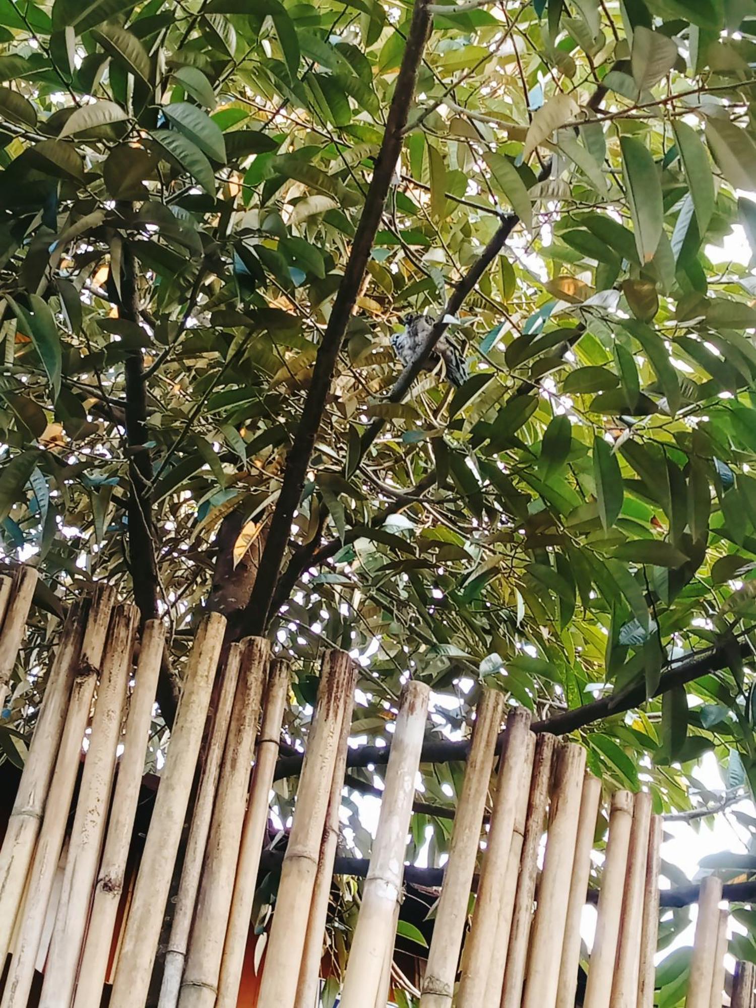 Go Chanh Homestay Cai Rang Zewnętrze zdjęcie